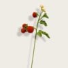 cherry tomato