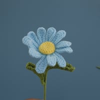 daisy blue