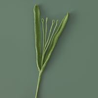 Small fountain grass