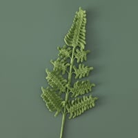 Fern leaf