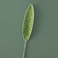 Cordyline leaf