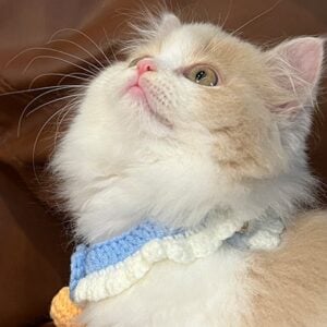 Handmade Knitted Pet Collar with Bow and Silent Bell