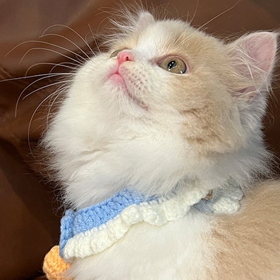 Handmade Knitted Pet Collar with Bow and Silent Bell – Soft Yarn, Adjustable Double Buckle, 3 Cute Colors for Cats & Small Dogs