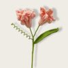 tender pink