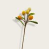 loquat