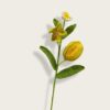 carambola