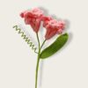 coral pink